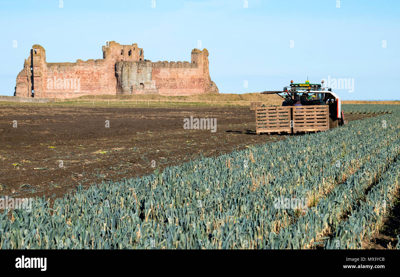 Voir des ouvriers agricoles Champ de récolte de poireaux devant le Château de Tantallon dans East Lothian, Ecosse, Royaume-Uni Banque D'Images