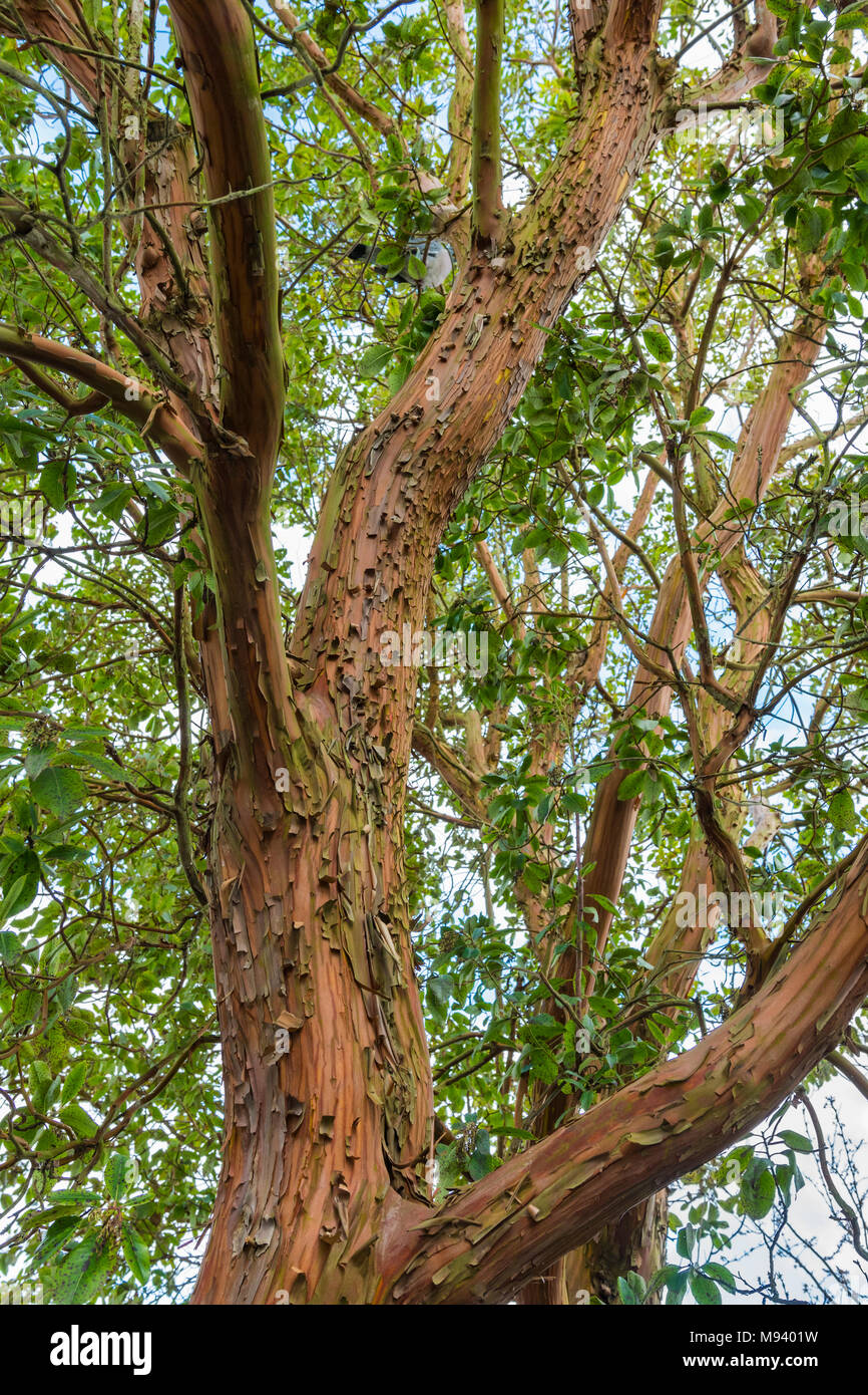 Paperbark Maple (Acer griseum) de l'arbre, un arbre à l'écorce rougeâtre peeling au printemps en pleine croissance au Royaume-Uni. Banque D'Images