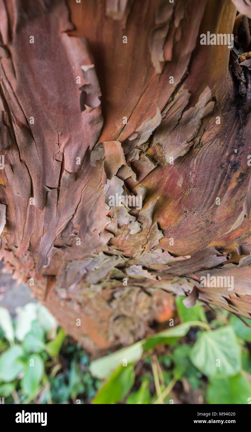 Gros plan de l'écorce du peeling le tronc d'un arbre Paperbark Maple (Acer griseum), un défaut de croissance des arbres au printemps au Royaume-Uni. Banque D'Images