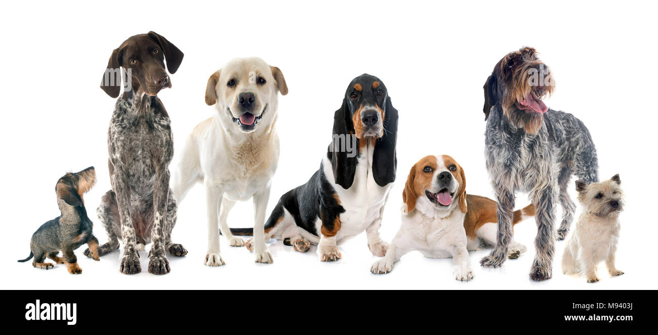 Les chiens de chasse in front of white background Banque D'Images