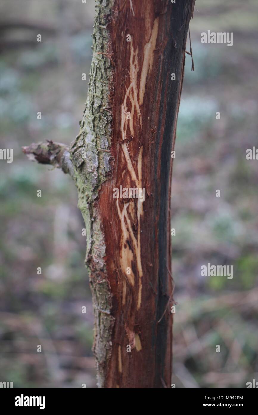 Dommages causés par les cerfs stripping off l'écorce de jeunes arbres / jeunes arbres Banque D'Images