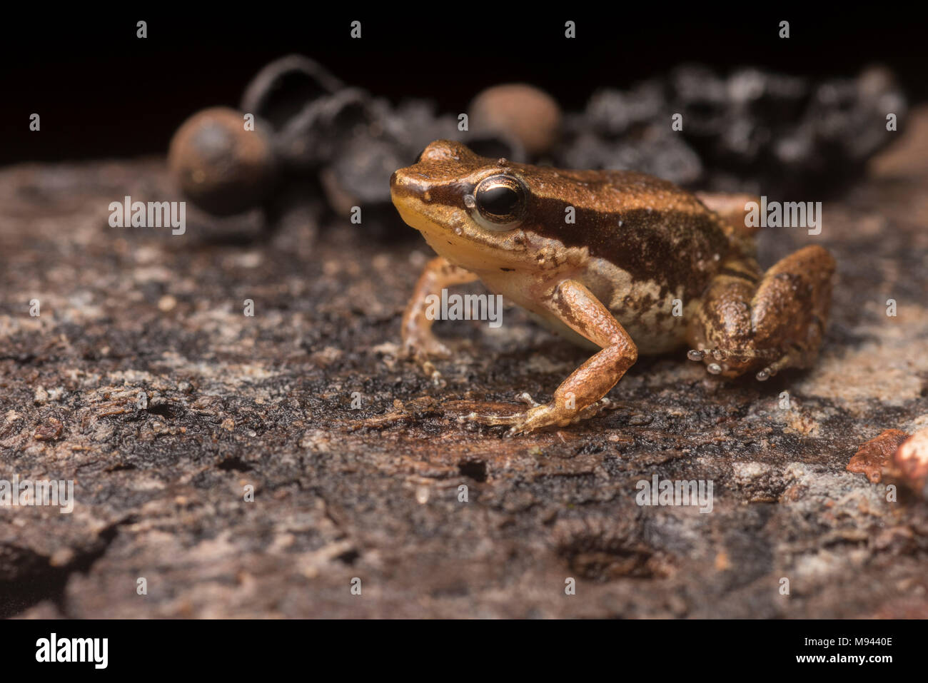 Allobates ornatus, une minuscule grenouille poison connu seulement de la département de San Martin, dans le nord du Pérou. Banque D'Images