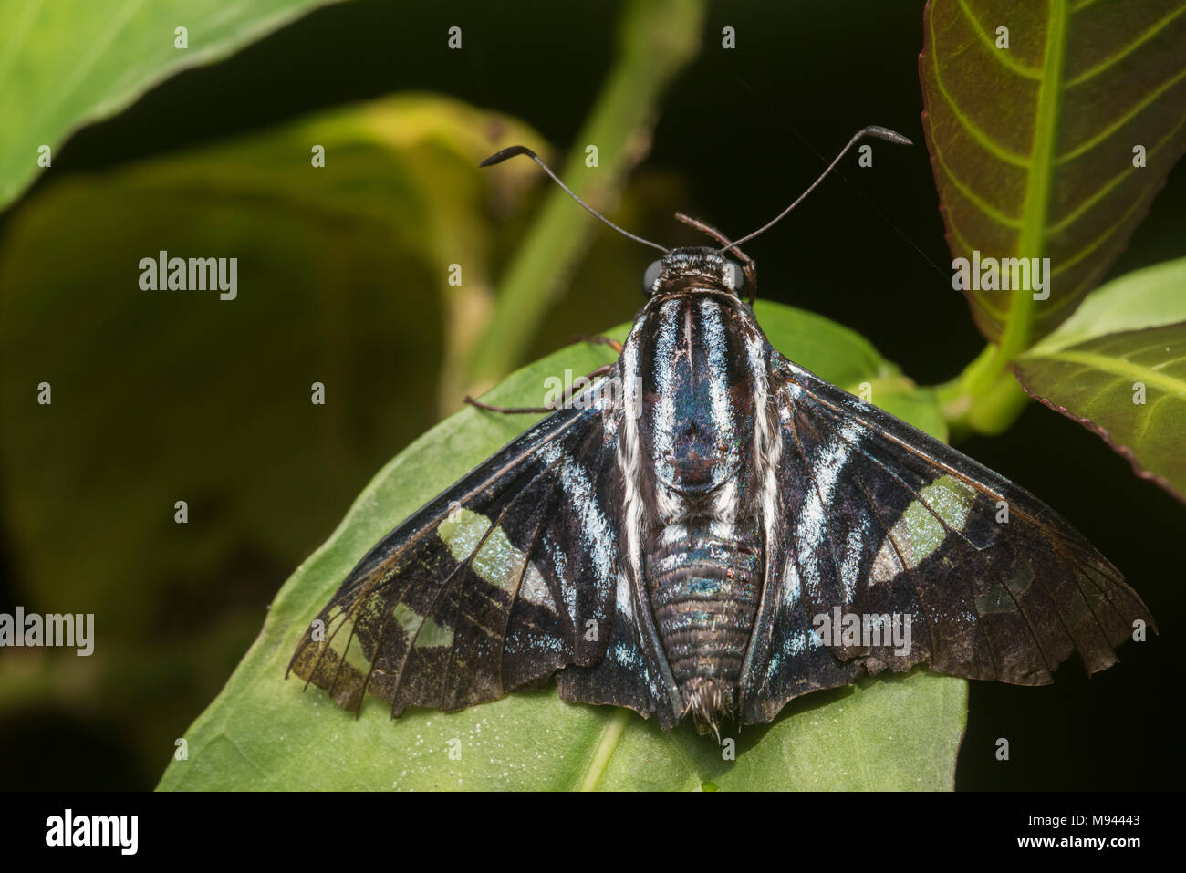 Un skipper bleu papillon de la jungle péruvienne. Banque D'Images