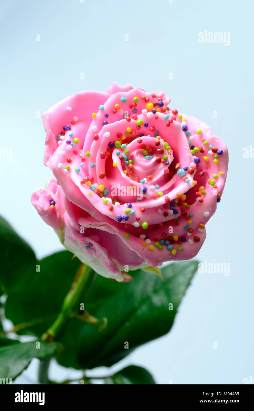 Fleur Rose Rose Bonbon Ou Gateau Avec Des Vermicelles De Couleur Comme Une Patisserie Pour Le Fond Photo Stock Alamy Fleur Rose Rose Bonbon Ou Gateau Avec Des Vermicelles De Couleur Comme Une Patisserie Pour Le Fond Photo Stock Alamy