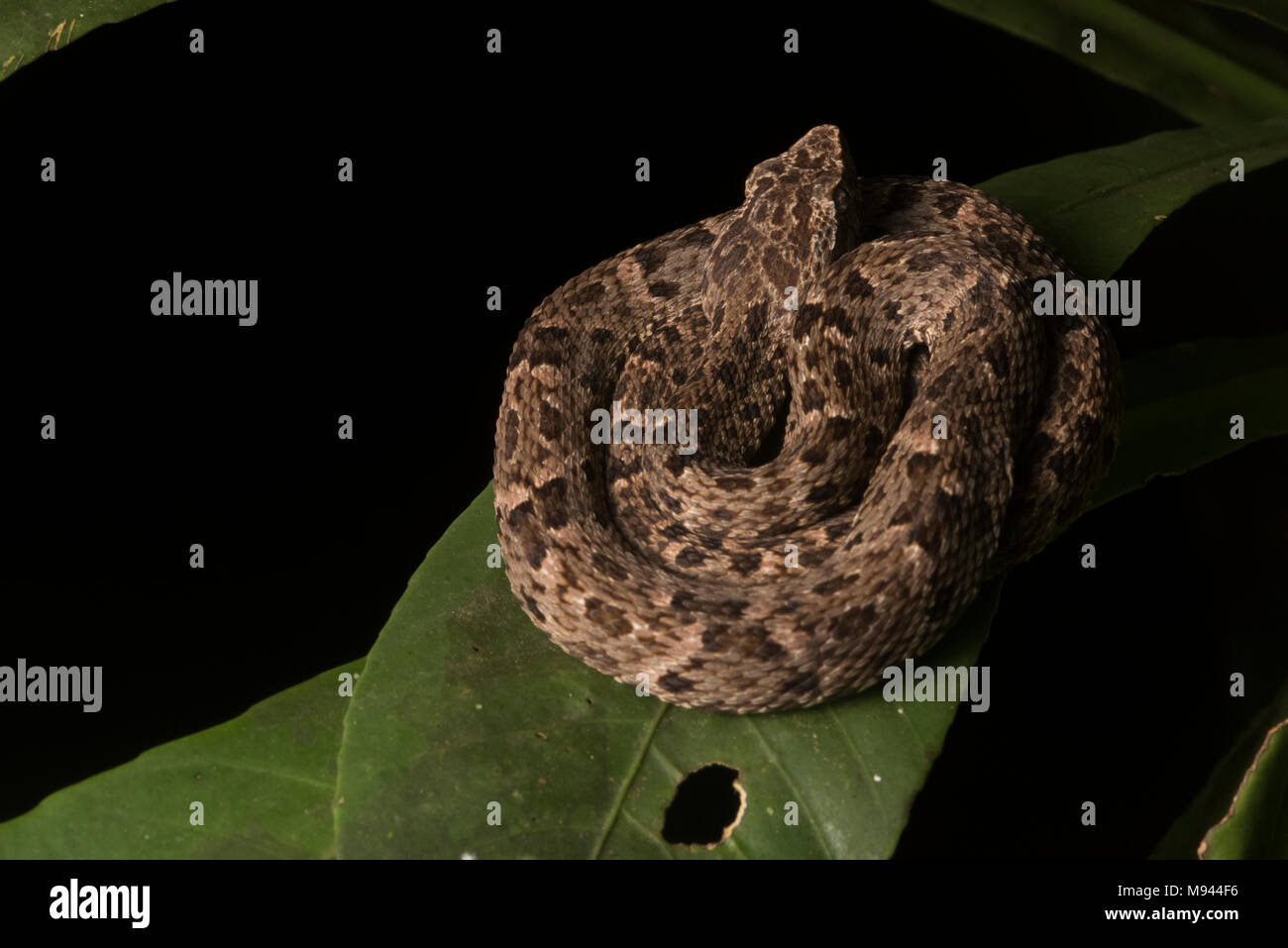 Un fer-de-lance (Bothrops atrox) du Pérou, c'est la région la plus meurtrière de l'espèce de serpent, représentant la plupart des morsures de serpent. Banque D'Images