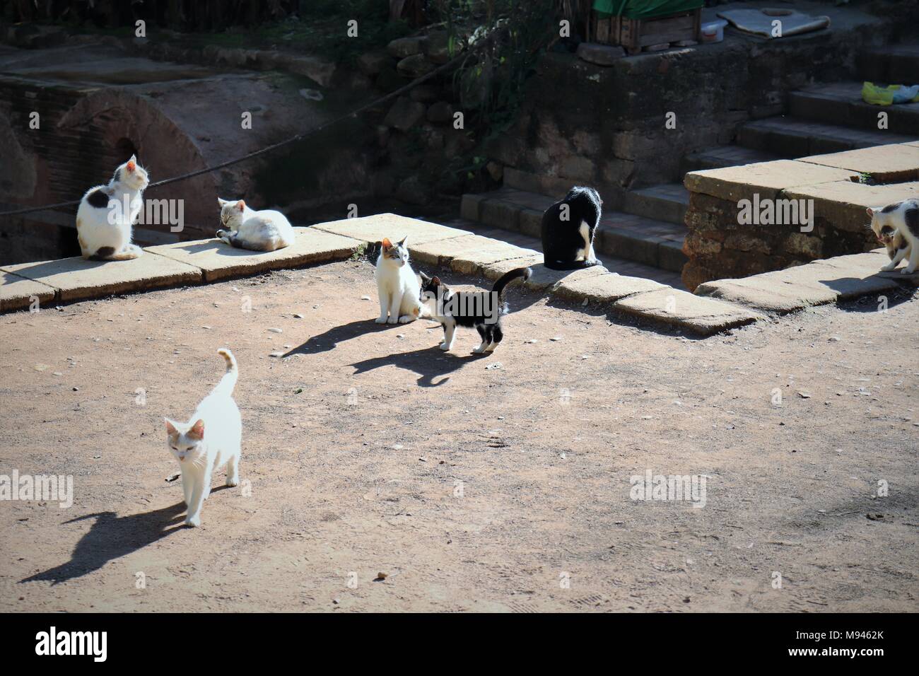 Sept chats et chatons sauvages de profiter du soleil au Chellah, ruines romaines à Rabat, Maroc Banque D'Images