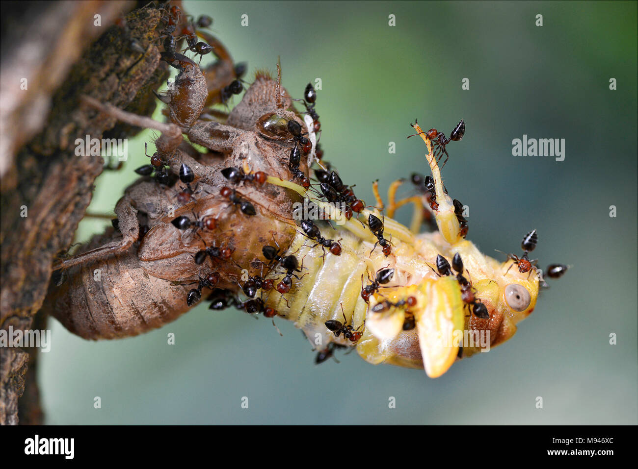 Macro Profil de Lyristes cicada Plebeja sortant de son exuvie attaqué par les fourmis Banque D'Images