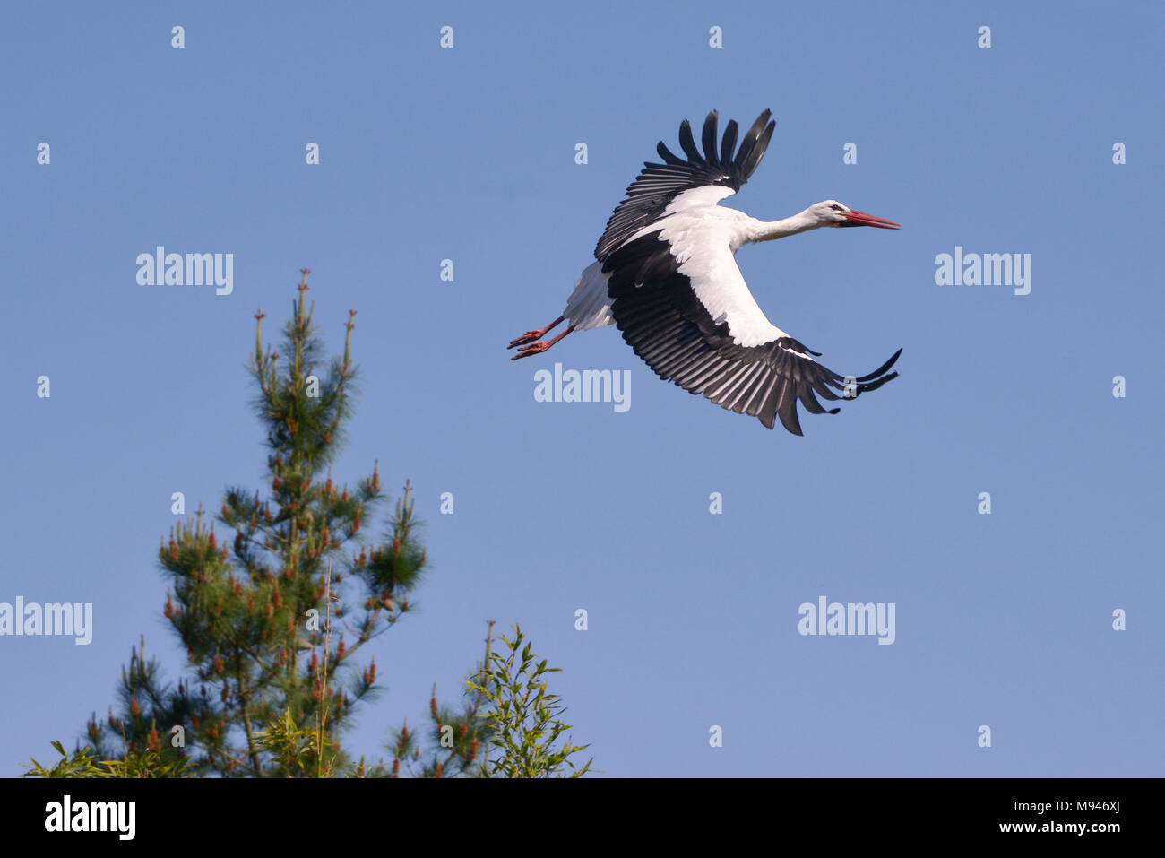 Cigogne Blanche (Ciconia ciconia) en vue d'en haut vol sur fond de ciel bleu Banque D'Images