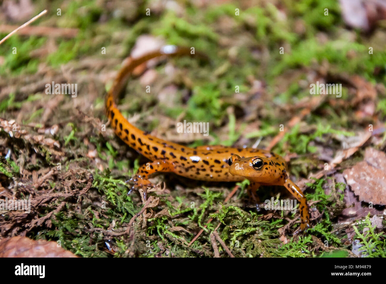 Salamandre à longue queue (Eurycea longicauda) Banque D'Images