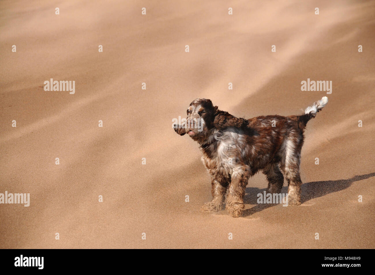 Un chien cocker face à des rafales de vent de sable conduit sur une plage. Banque D'Images