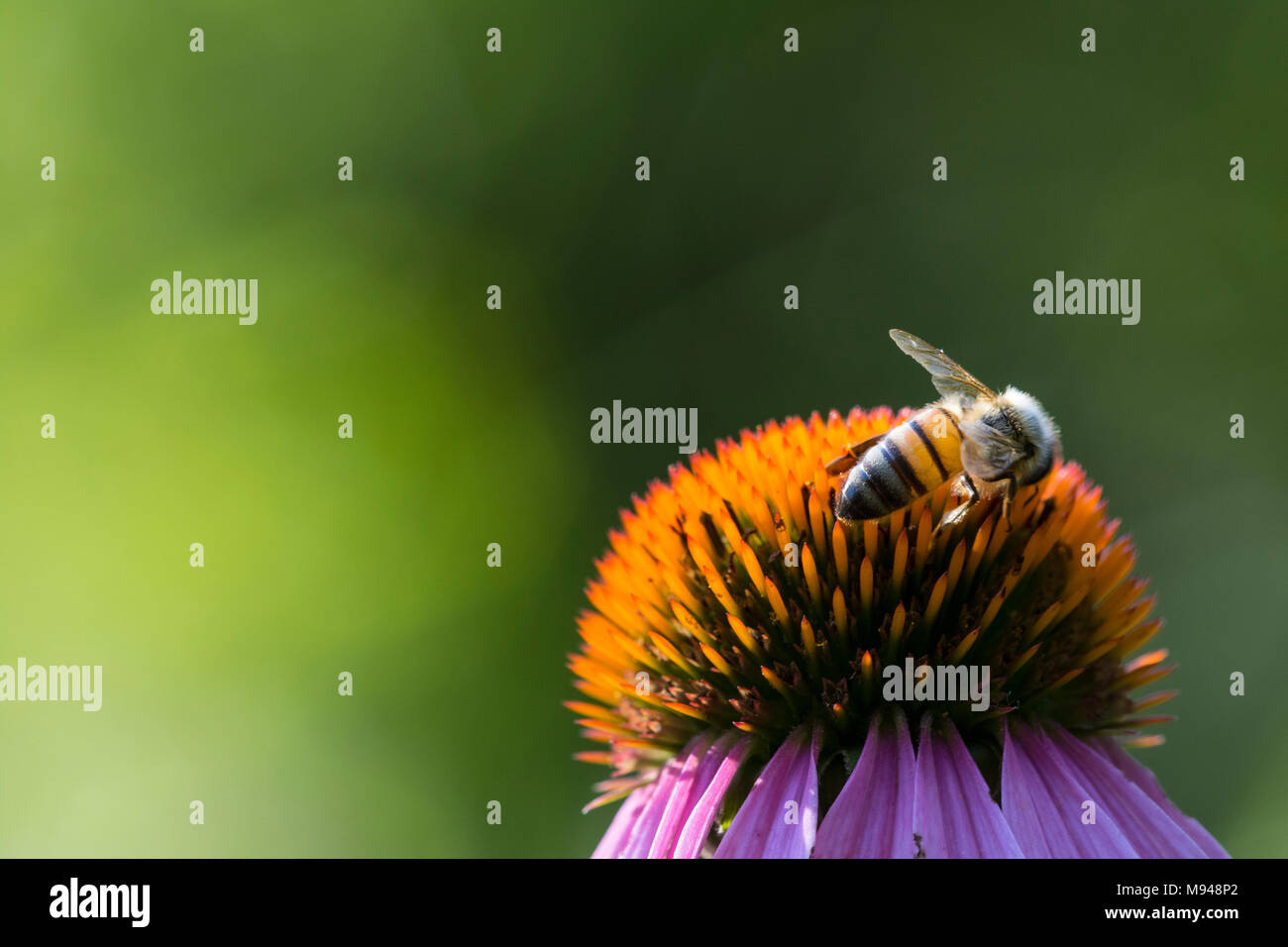 Abeille sur coneflower Banque D'Images