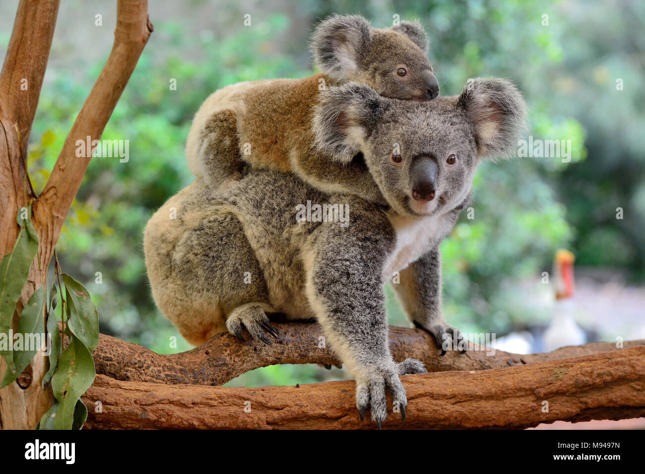 Maman Koala Avec Bebe Sur Son Dos Sur L Eucalyptus Photo Stock Alamy