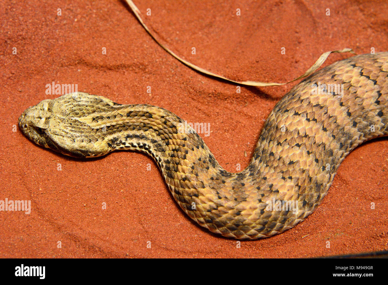 Death Adder commun (Acanthophis antarcticus) est un élapidés venimeux trouvés en Australie et en Nouvelle Guinée. Banque D'Images
