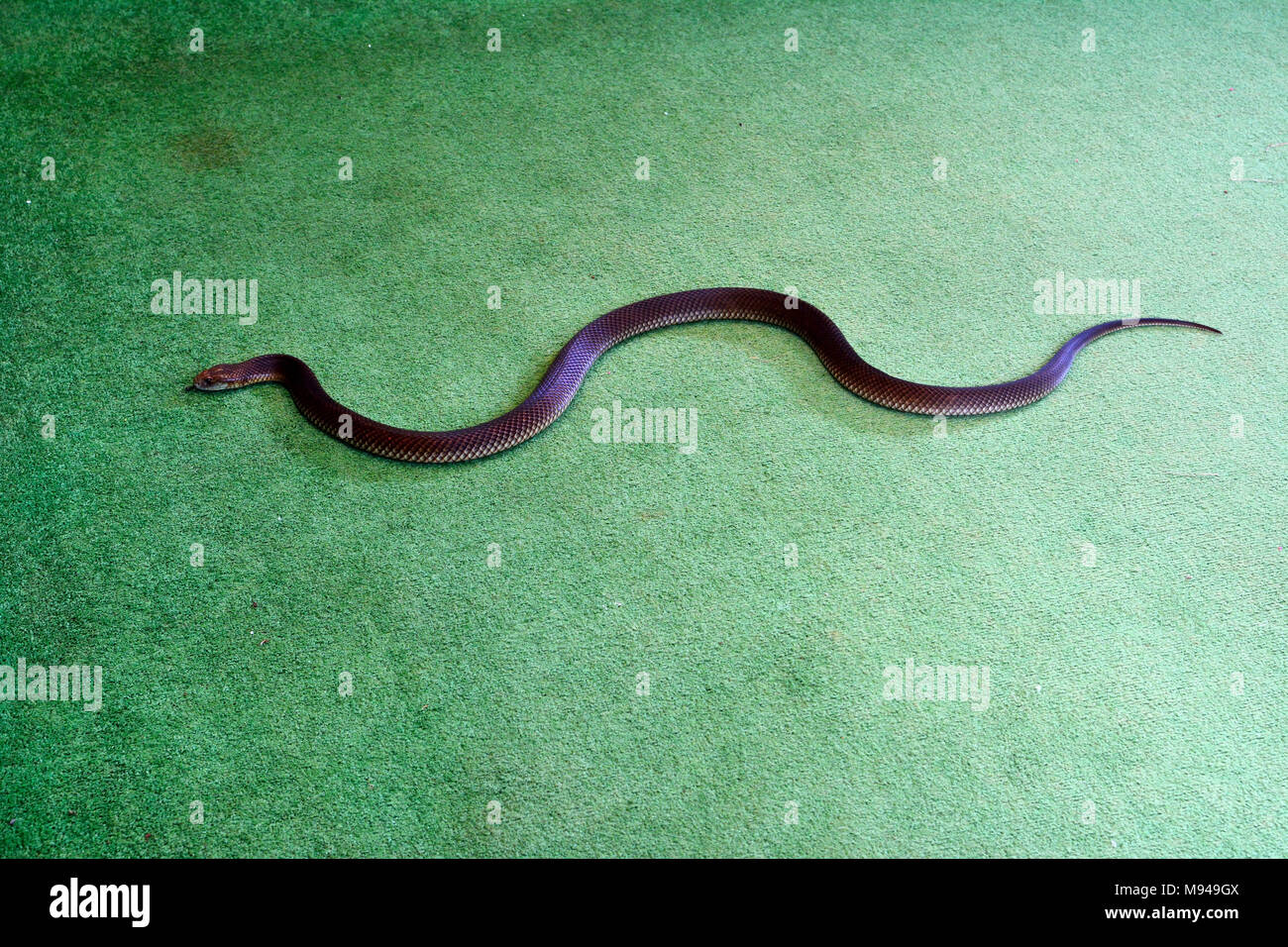 Le roi serpent brun également connu sous le nom de Mulga (Pseudechis australis) Serpent à l'intérieur sur tapis vert-de-chaussée. C'est l'un des plus anciens serpents venimeux dans le monde entier Banque D'Images