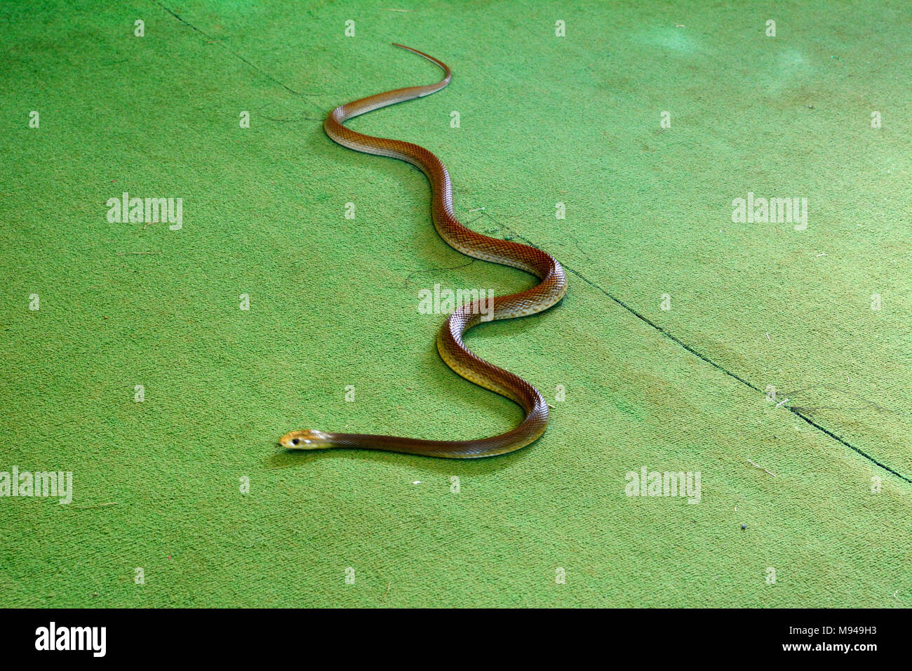 L'Est de serpent brun (Pseudonaja textilis) à l'intérieur sur tapis vert-de-chaussée avec tête brouillée, en mouvement. Brown de l'Est est un serpent venimeux extrêmement snak Banque D'Images