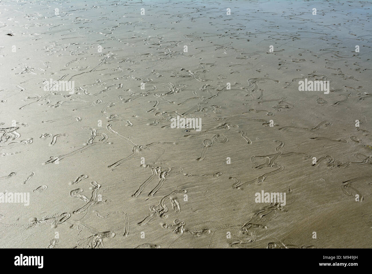 Traces laissées dans la boue par les moules sur Cape Hillsborough beach, Queensland, Australie Banque D'Images