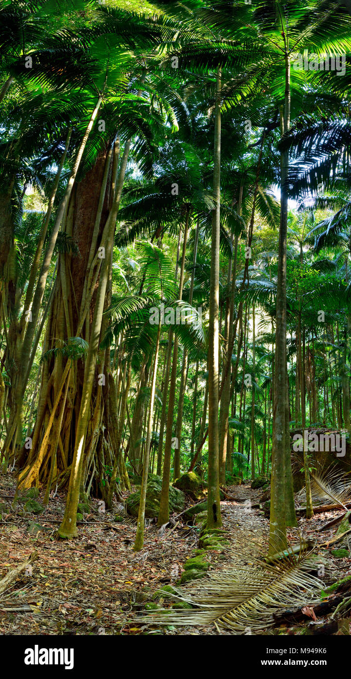 Dans la forêt tropicale du Parc National de Lamington, Queensland, Australie. Banque D'Images