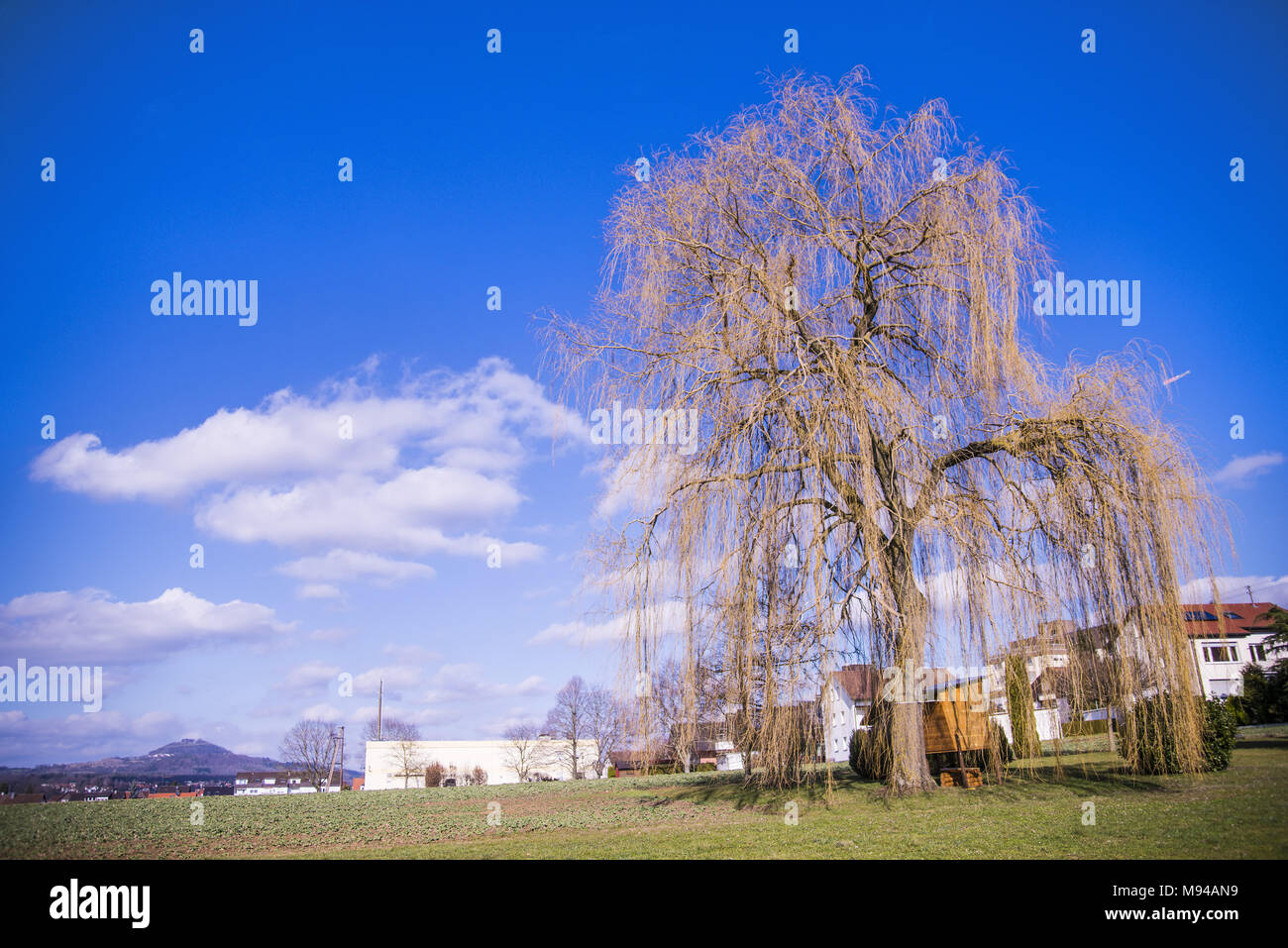 Babylon willow au printemps en Allemagne Banque D'Images