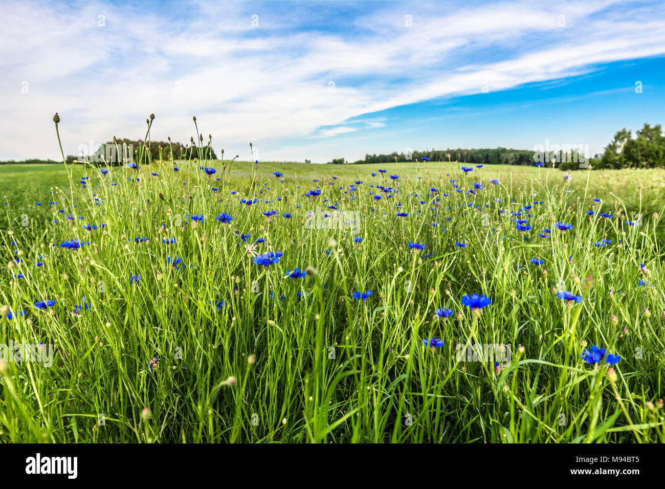 Champ de bleuet, fleurs d'été dans l'herbe, paysage Banque D'Images