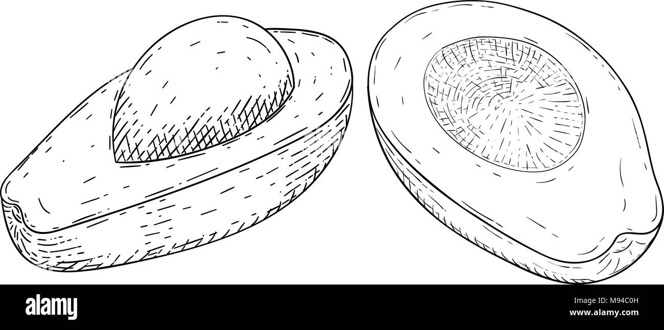 L'avocat. Croquis dessinés à la main, Illustration de Vecteur