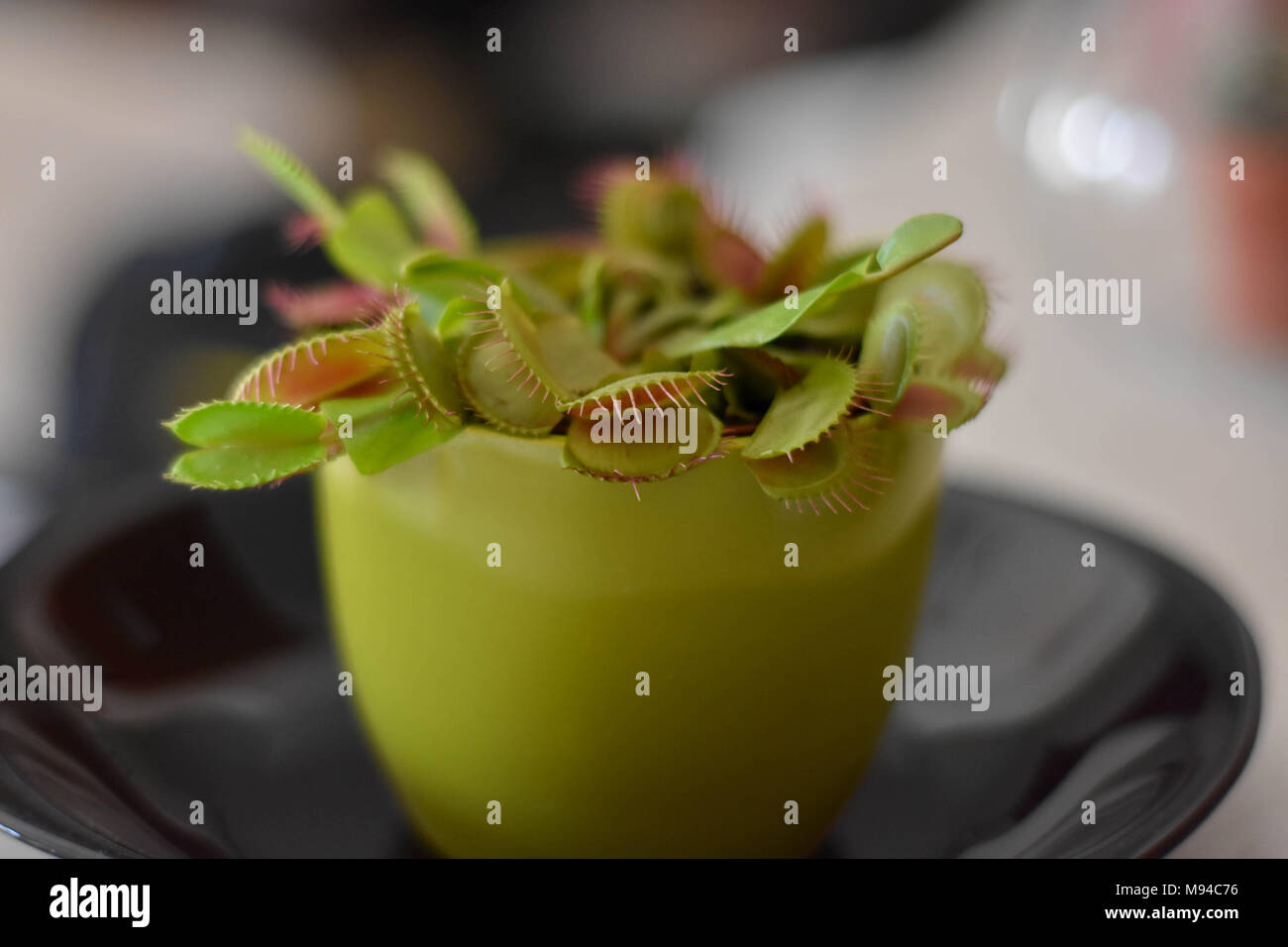 Venus Fly Trap dans le pot de fleurs à la plaque noire/ insect catcher Banque D'Images