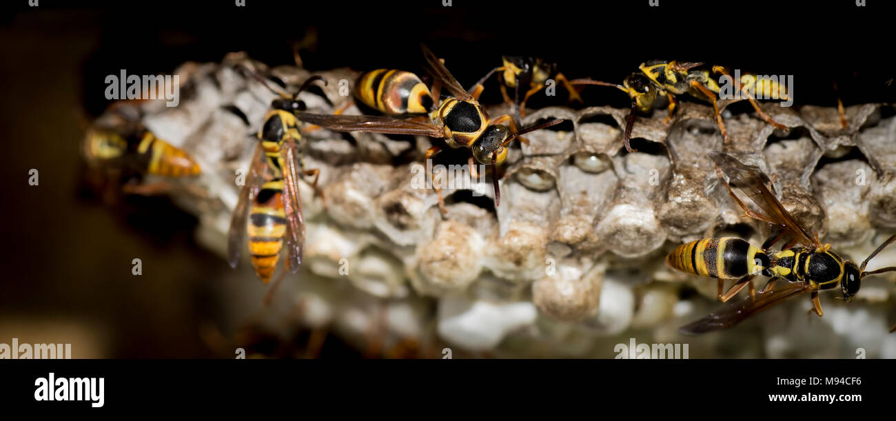 ( Yellow Jacket Wasp wasp Nest Australie papier ) Banque D'Images