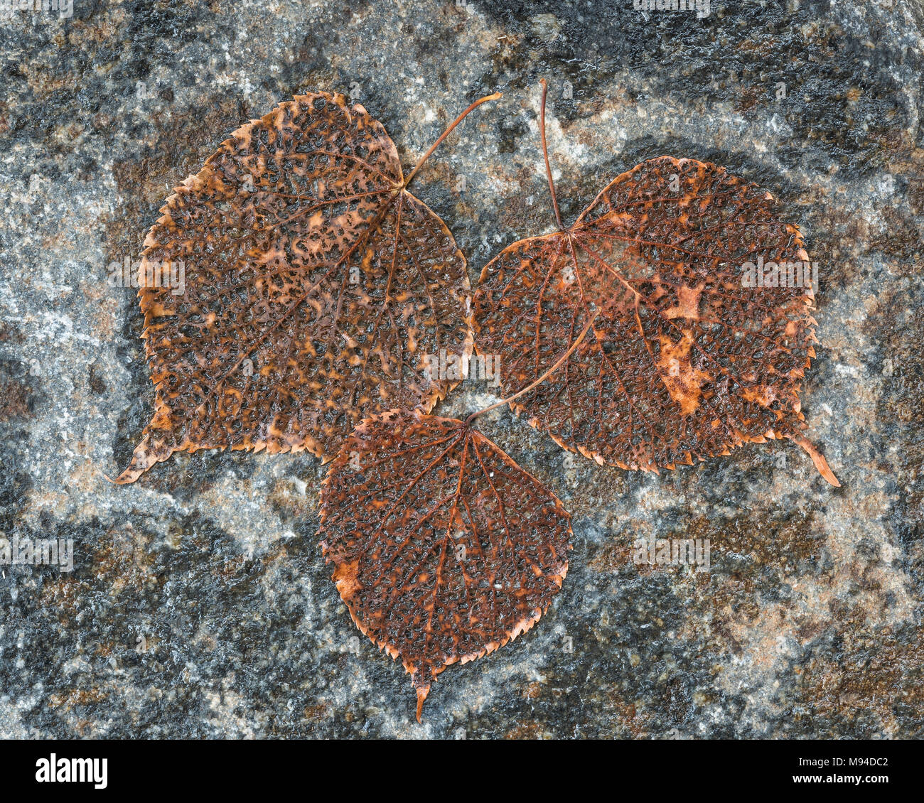 La décomposition des feuilles de tremble sur humide rock, Minnesota, USA, par Dominique Braud/Dembinsky Assoc Photo Banque D'Images