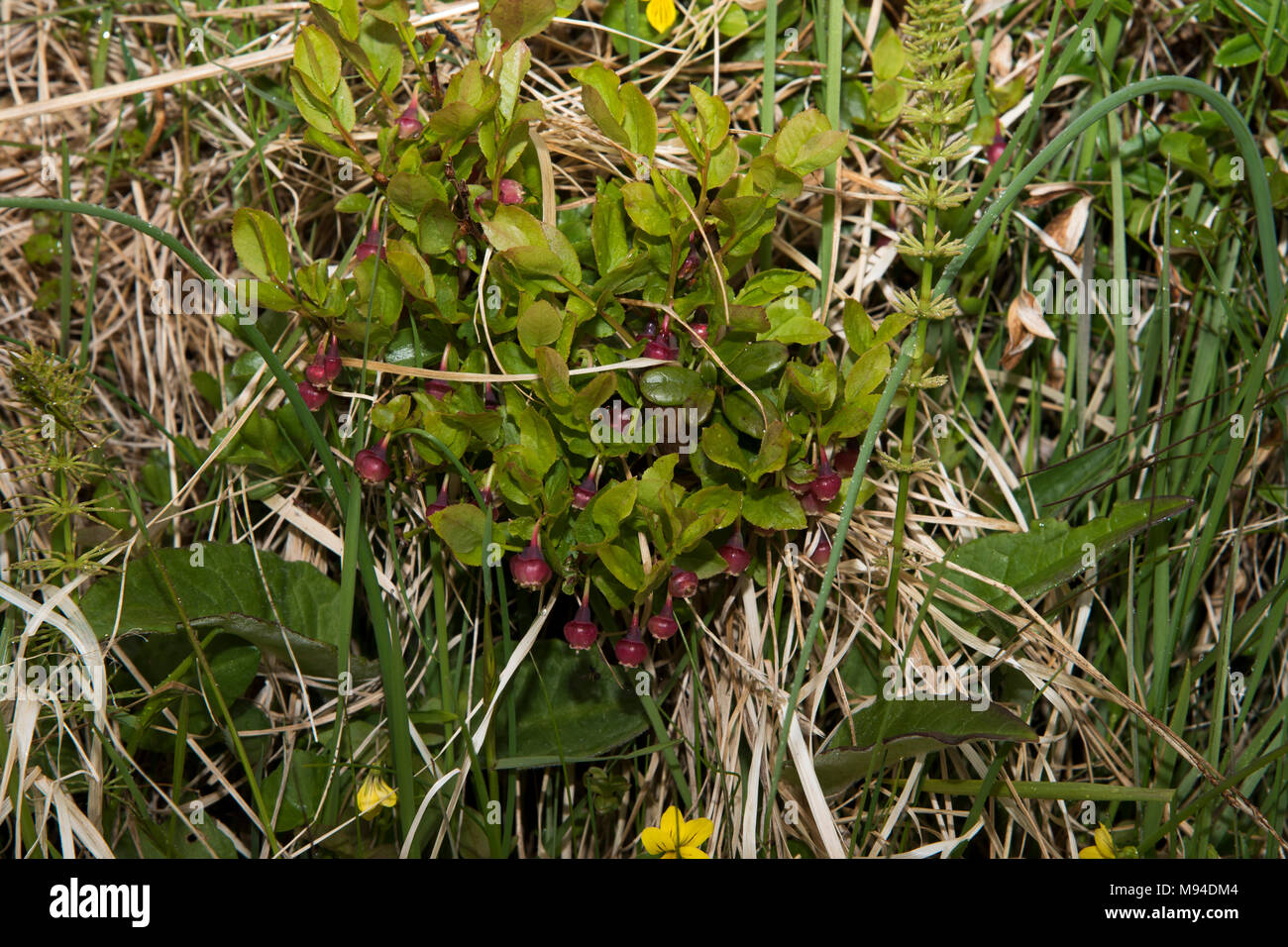 Floraison de fleurs rouge près de Honningsvåg qui est la ville la plus au nord de la Norvège et de la passerelle pour les touristes à Cap Nord. Banque D'Images