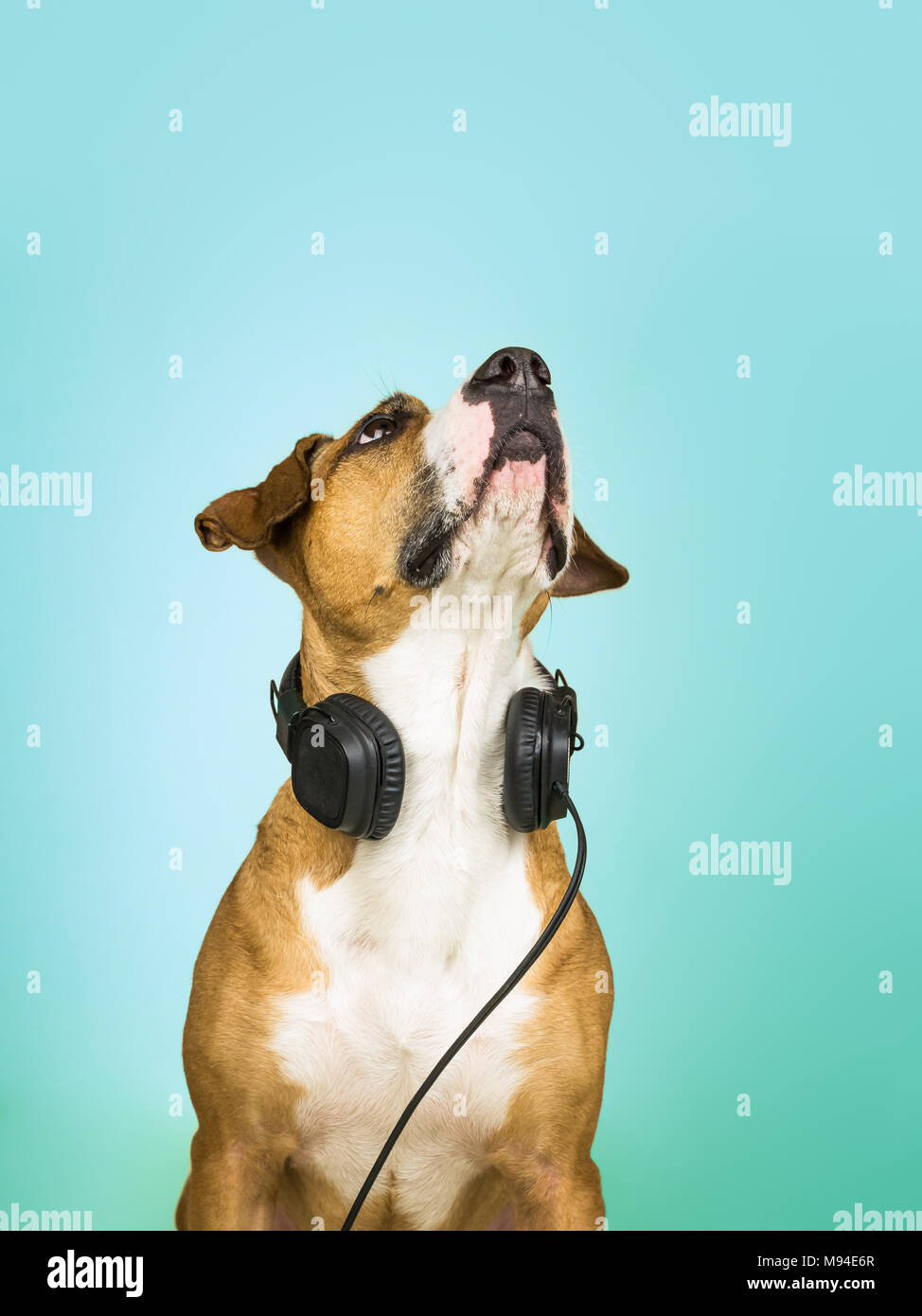 Chien avec des écouteurs. Portrait de studio de Staffordshire terrier puppy posant en fond neutre avec écouteurs, concept de musique fan Banque D'Images