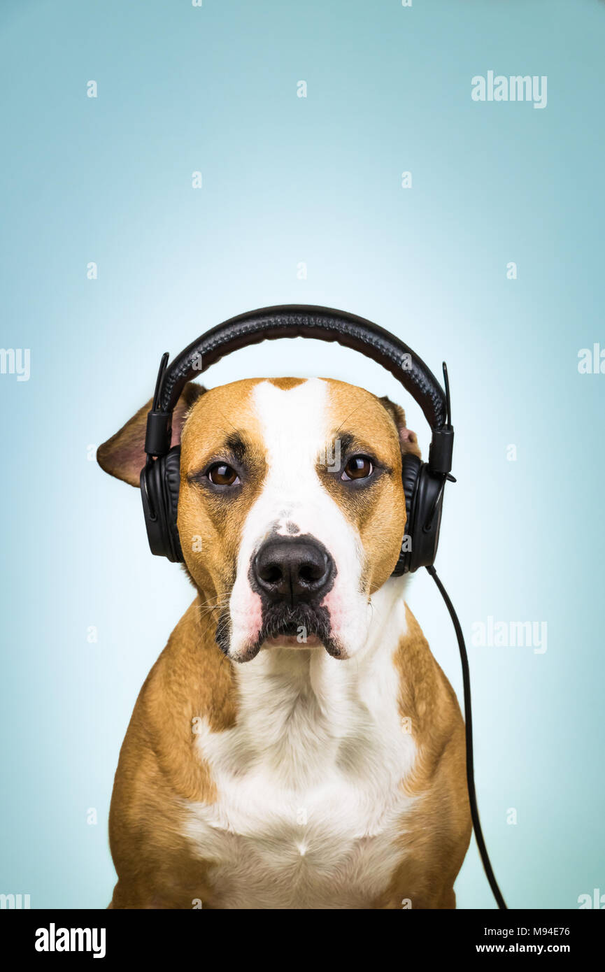 Chien avec des écouteurs comme melomane. Portrait de studio de Staffordshire terrier puppy posant en fond bleu avec écouteurs, concept de musique fan Banque D'Images