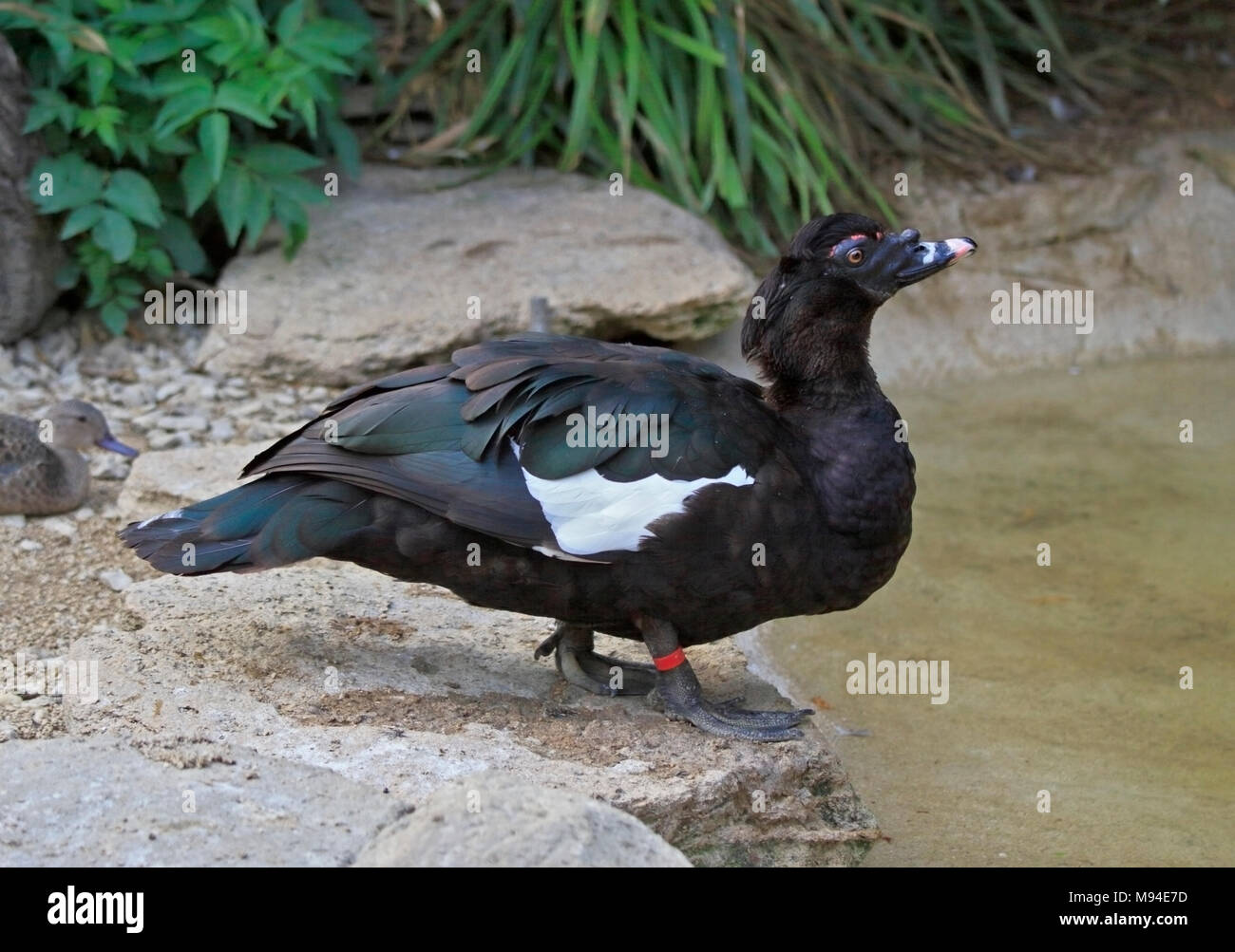 Femelle du canard de Barbarie (Cairina moschata), Royaume-Uni Banque D'Images