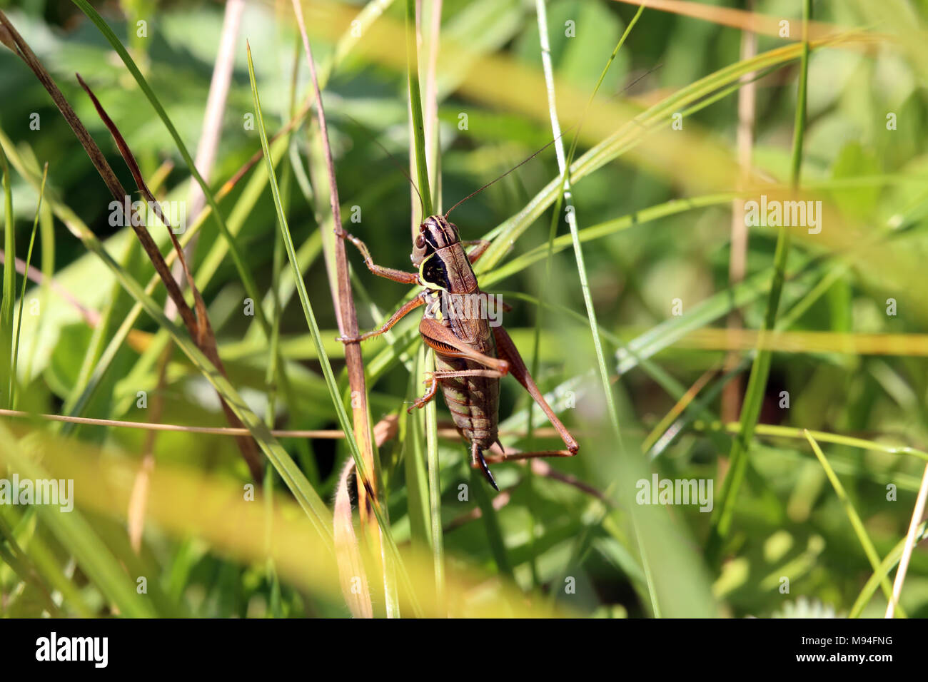 Homme Roesels (Metrioptera roeselii) perché sur une tige d'herbe à Wicken Fen National Nature Reserve, Cambridgeshire, Angleterre. Banque D'Images