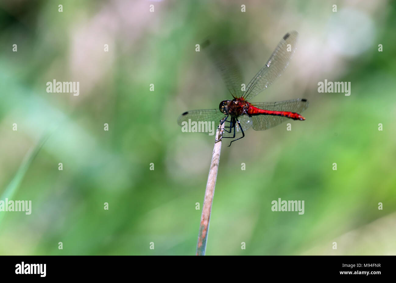 Ruddy mâle Sympetrum sanguineum libellule (dard) perché sur une étape à Wicken Fen National Nature Reserve, Cambridgeshire, Angleterre. Banque D'Images