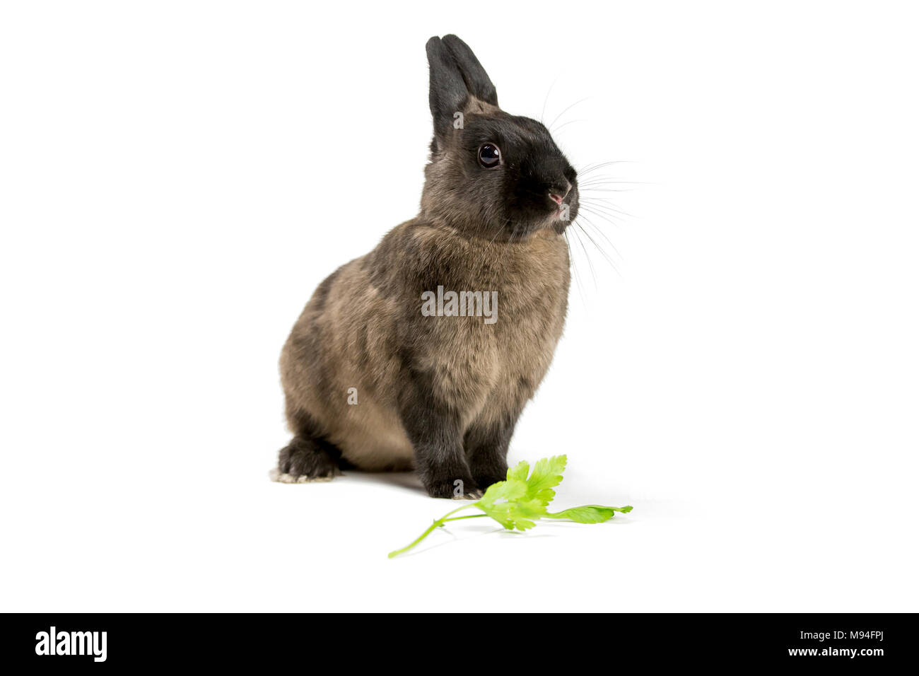 Portrait d'un lapin brun sur fond blanc. Banque D'Images