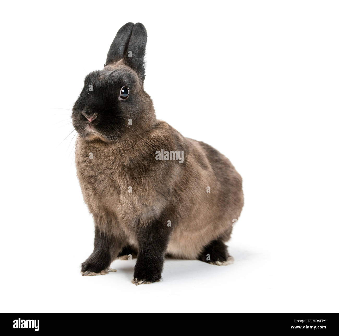 Portrait d'un lapin brun sur fond blanc. Banque D'Images