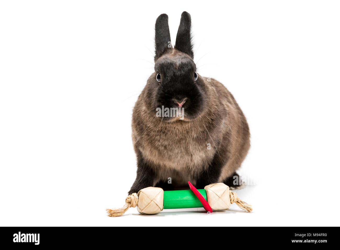 Portrait d'un lapin brun sur fond blanc. Le lapin est un jouet à l'avant. Banque D'Images