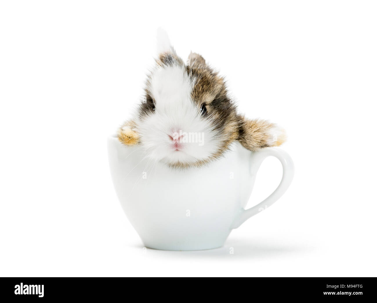 Jeune lapin assis dans une tasse de café. Banque D'Images