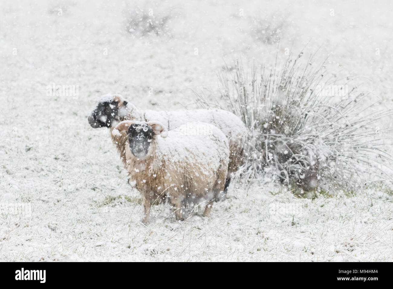 Moutons Blackface dans la neige Banque D'Images