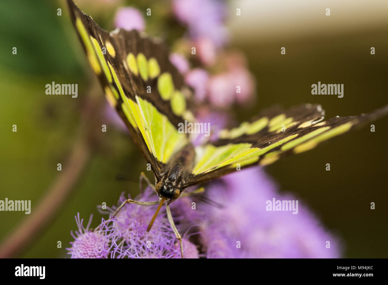 Des fleurs qui volent Banque D'Images