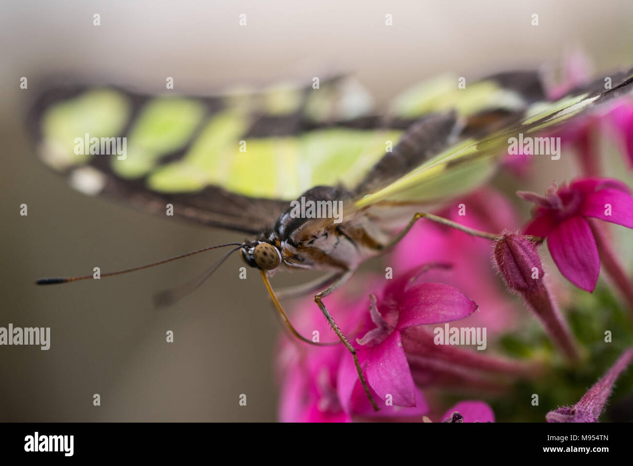 Des fleurs qui volent Banque D'Images