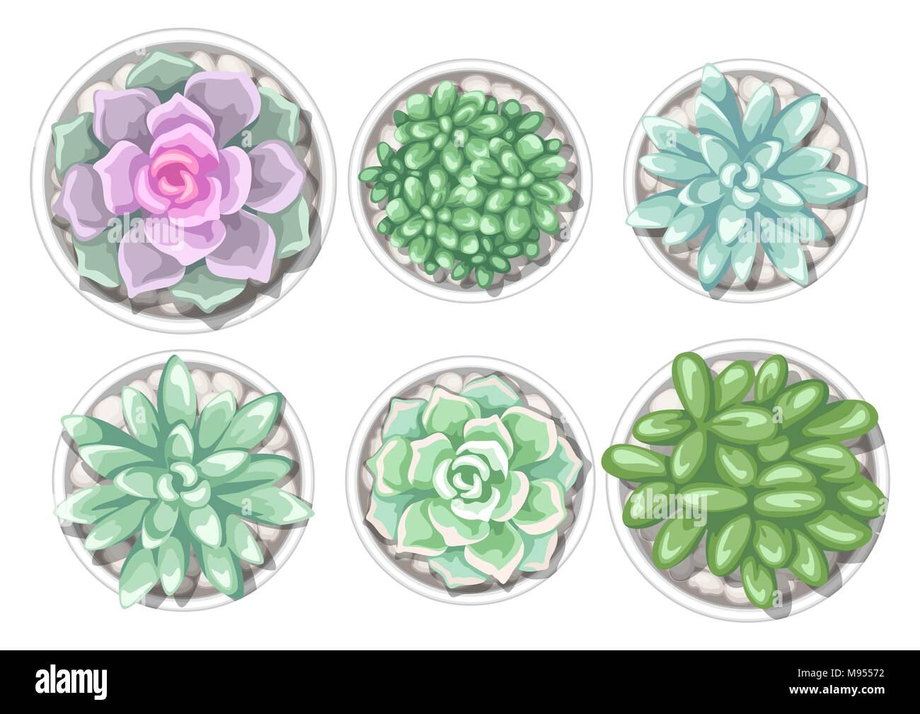 Ensemble de plantes succulentes en pot. Echeveria, Jade Plant et de l'Âne Tails Illustration de Vecteur