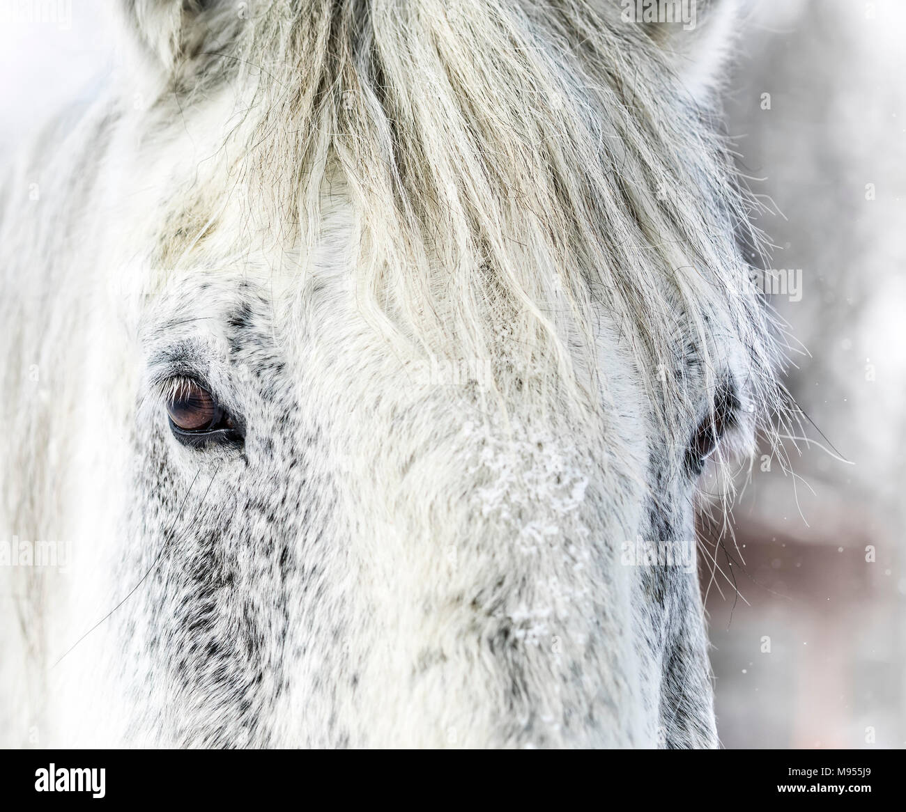 Close up d'un cheval percheron, Manitoba, Canada. Banque D'Images