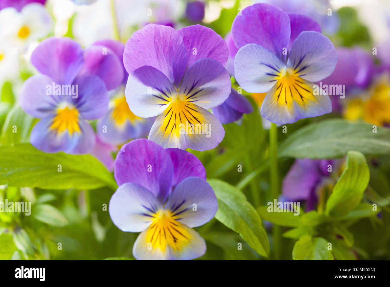 Beau jardin en fleurs d'été pansy Banque D'Images