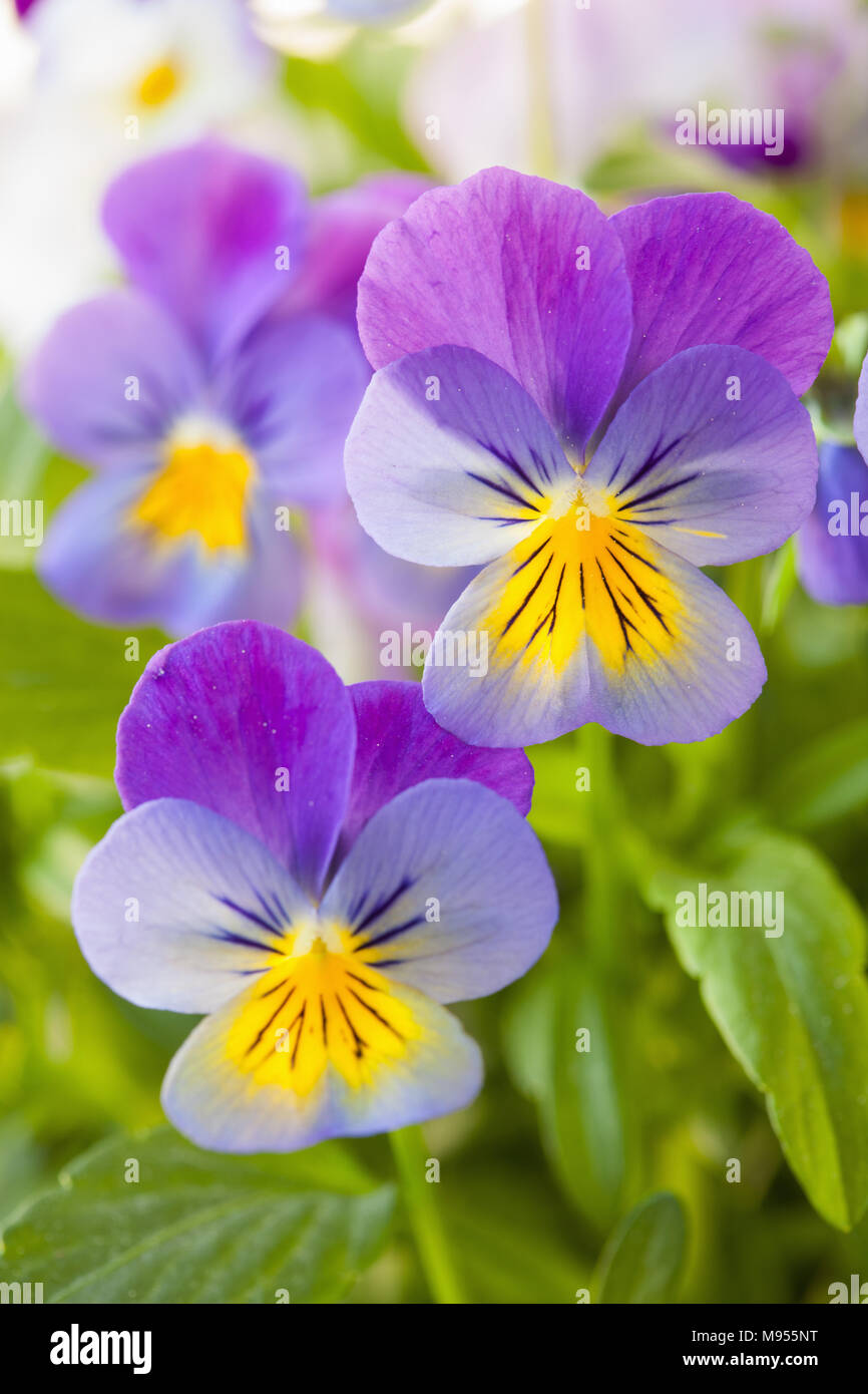 Beau jardin en fleurs d'été pansy Banque D'Images