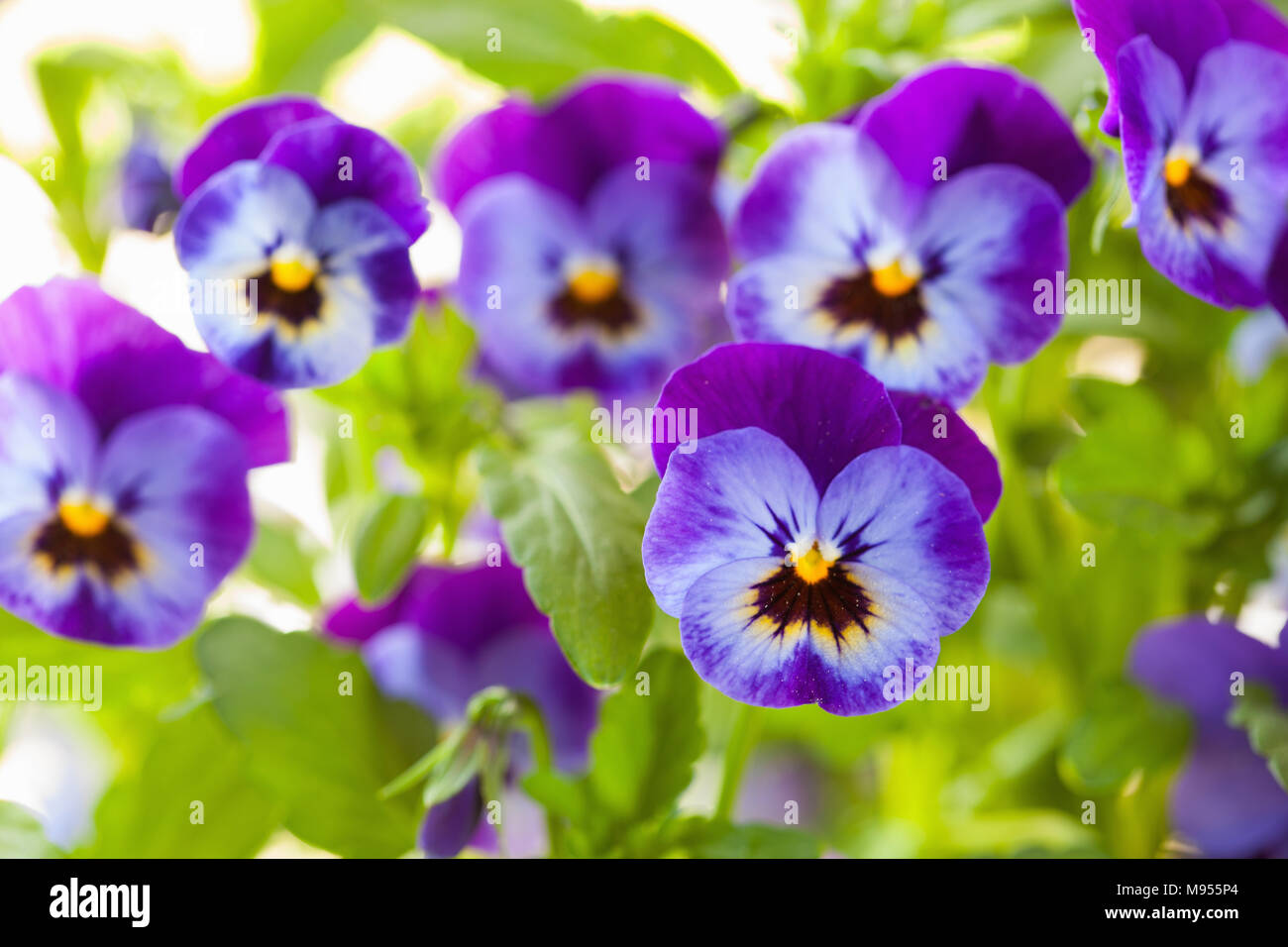 Beau jardin en fleurs d'été pansy Banque D'Images