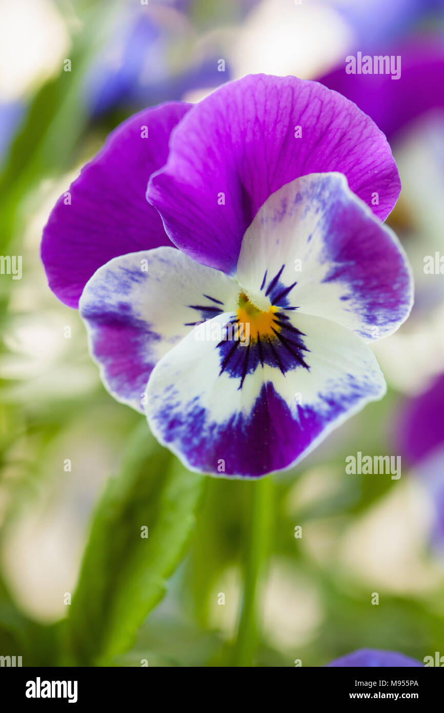 Beau jardin en fleurs d'été pansy Banque D'Images