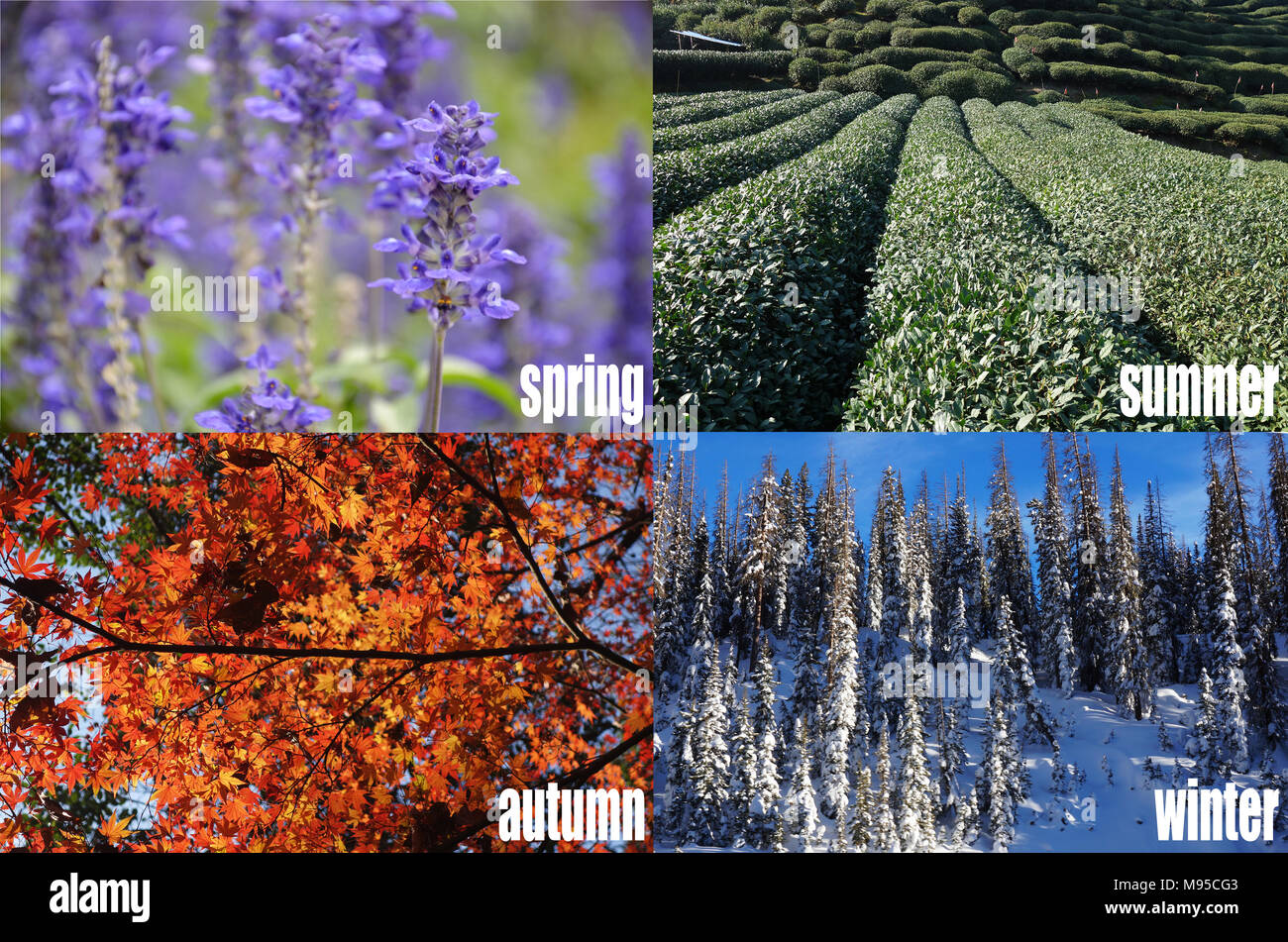 Quatre saisons de l'année - hiver, printemps, été, automne Photo Stock -  Alamy