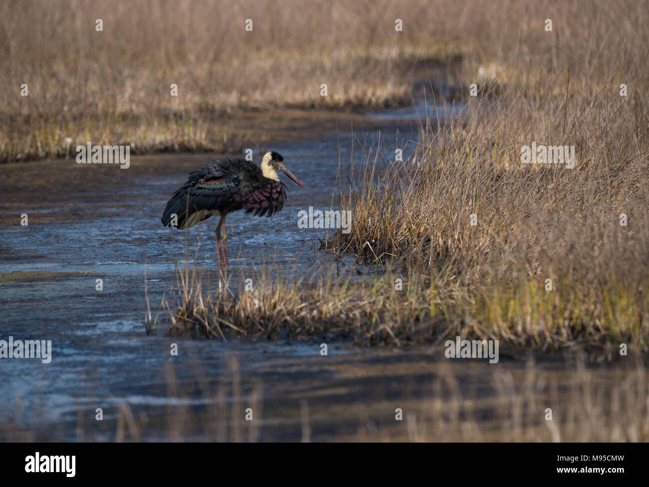 Un oiseau cigogne à cou wolly décollant d'un habitat humide gris Banque D'Images