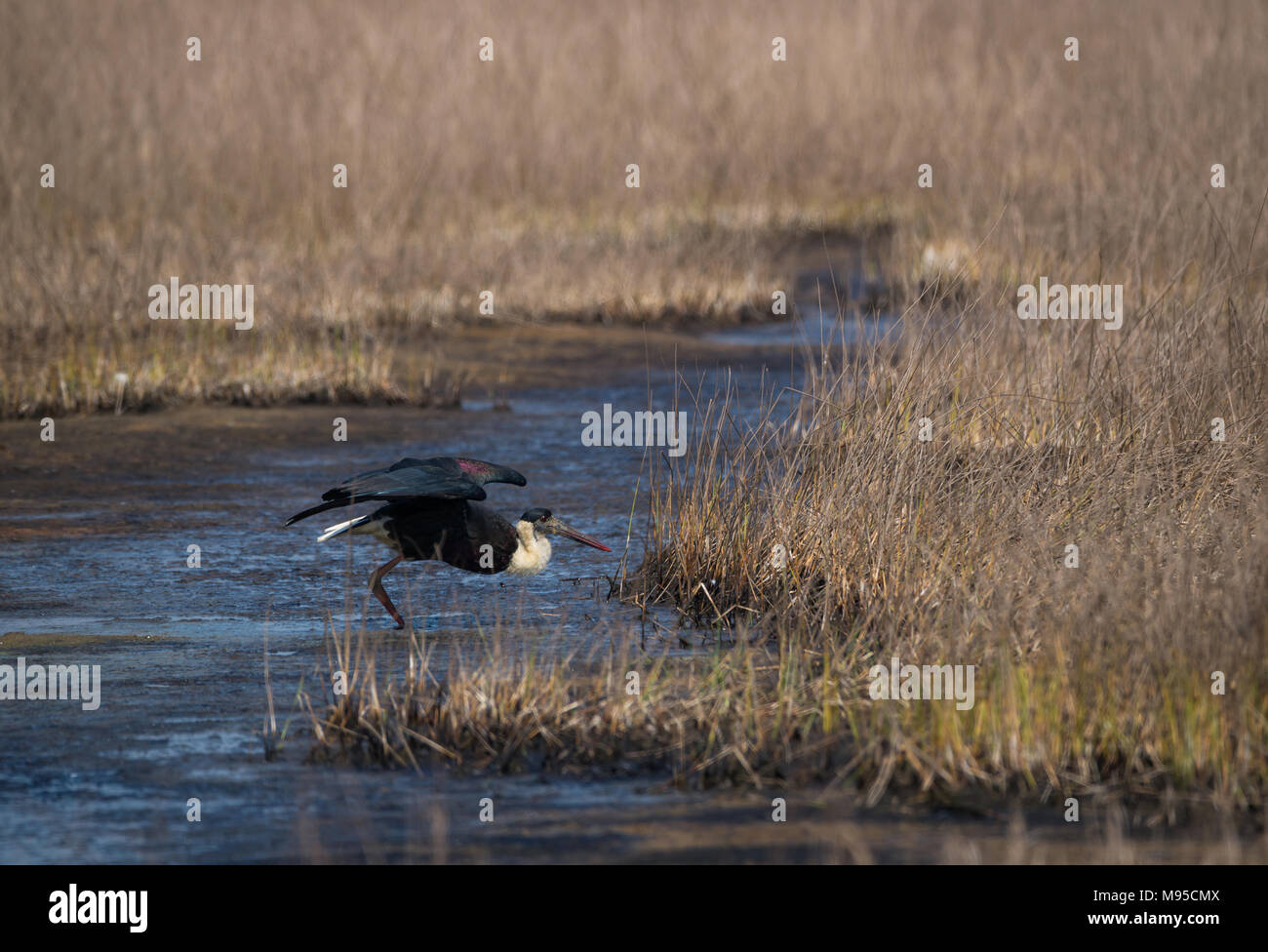 Un oiseau cigogne à cou wolly décollant d'un habitat humide gris Banque D'Images