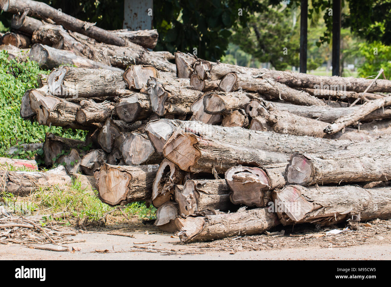 Gros tas de bois dans une forêt Banque D'Images